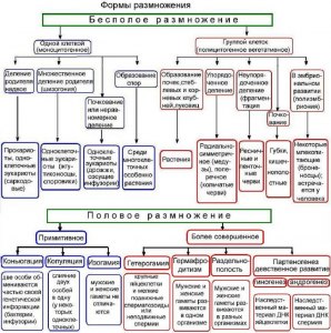 В чем различие проявления алертности у человека и животных?