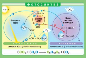 Способен ли организм человека к фотосинтезу?