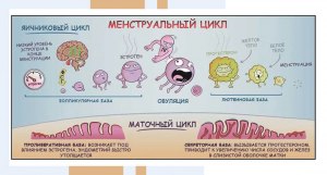 Уровень каких гормонов женщины падает и повышается после женской эякуляции?