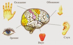 Какой орган человеческого тела отвечает за восприятие вкуса?