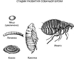 Из блохи голенище кроить. Как это? Что означает? Откуда выражение?