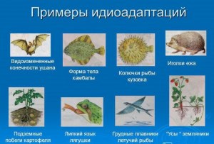 Как называется вид, у которого больше нет живых представителей?