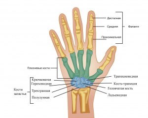 Как называется кость на запястье руки?