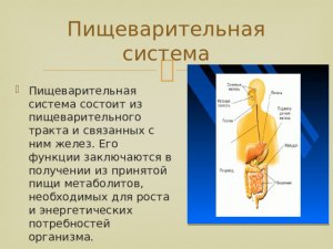 Как наз-ся вещество, кот. добывали из пищеварительного тракта кашалотов?