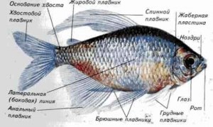 Как расположен хвостовой плавник у китообразных?