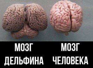 Во сколько раз мозг дельфинов превосходит мозг человека по числу извилин?