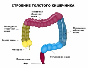 Как по-украински сказать "кишки" (в смысле — внутренности, кишечник)?