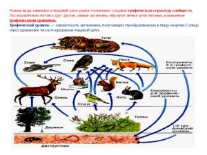 К какой экологической группе организмов относятся вирусы (в пищевой цепи)?