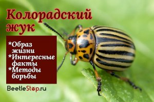 Сколько и каких орфограмм есть в прилагательном "колорадский" (жук)?