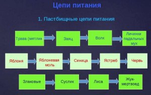 Какие из перечисленных пищевых цепей (см) составлены правильно? Почему?