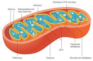 Какова роль митохондрий в клеточном дыхании и почему их дисфункция опасна?