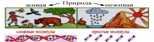 В чем заключается единство живого и неживого?