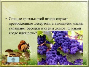 О какой ягоде говорили «Как одолеет тоска по дому – будешь нюхать»?