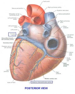 Coronary sulcus - что это?