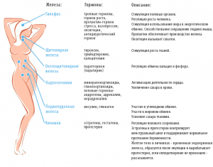 Как меняется уровень женских гормонов при выделениях из бартолиновых желёз?