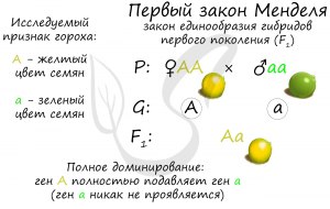 Первый закон Менделя - где можно увидеть или применить?