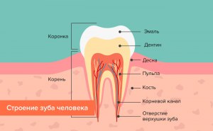 Строение зуба человека какое, как только он начинает расти и как меняется?