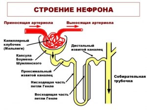 Нефрон, капсула нефрона - где находится в организме человека, что это?