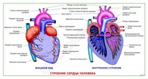 Строение сердца меняется или нет в течении жизни от рождения до смерти?