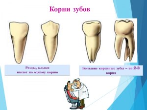 Резец зуб у человека это какой? Где находится резец зуб у человека?