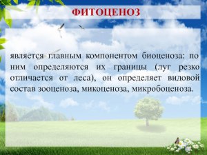 Чем фитоценоз отличается от биоценоза?