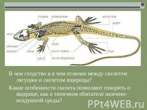 ОГЭ Биология, Какие утверждения о ящерице прыткой являются верными?