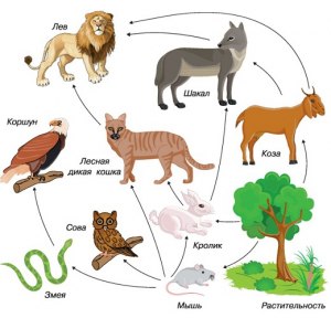 Биология 5 кл.: как рассказать о составе пищевой сети в лесном сообществе?