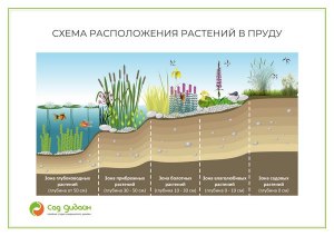 Какой регион самый благоприятный для выращивания растений длин. свет. дня?