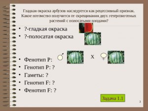 Каково количество гетерозиготных растений с пурпурным венчиком в популяции?