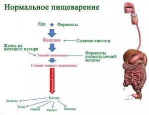 В какой индустрии применяют ферменты из палочки Bacillus subtilis?