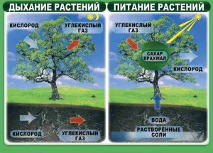 Без какого газа в составе воздуха организм погибнет уже через 5 минут?