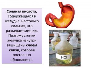 Где в нашем организме содержитсся соляная кислота (HCl): в костях (см)?