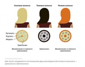 В чем меланин НЕ содержится: в зубной эмали, в радужке глаз, в волосах?