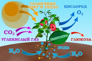 Как образуется кислород в окруж. среде: фотосинтез, горение, разложение?