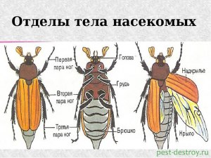 У каких насекомых образуется метановая кислота?