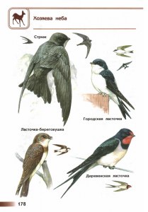 Как составить и записать текст-описание ласточки?