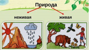 Окружающий мир Примеры живой и неживой природы какие есть, где найти?